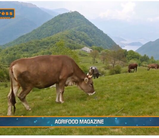 TG AGRIFOOD del 22 gennaio 2025 – Sigep punto di riferimento per il food service internazionale. (Video)