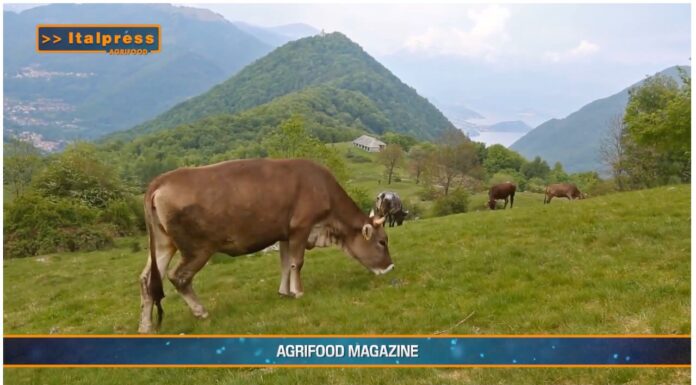TG AGRIFOOD del 22 gennaio 2025 – Sigep punto di riferimento per il food service internazionale. (Video)