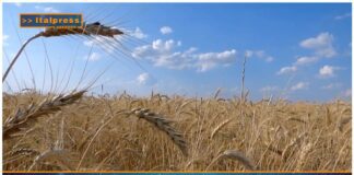 “Cereali e dintorni. Farina di soia a confronto.