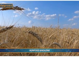 “Cereali e dintorni. Farina di soia a confronto.
