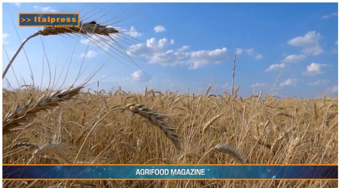 “Cereali e dintorni. Farina di soia a confronto.
