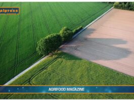 TG AGRIFOOD del 15 gennaio 2025 – La dieta mediterranea spinge l’export Made in Italy. (Video)