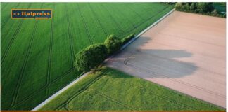 TG AGRIFOOD del 15 gennaio 2025 – La dieta mediterranea spinge l’export Made in Italy.  (Video)