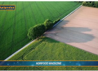 TG AGRIFOOD del 15 gennaio 2025 – La dieta mediterranea spinge l’export Made in Italy. (Video)