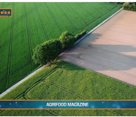TG AGRIFOOD del 15 gennaio 2025 – La dieta mediterranea spinge l’export Made in Italy. (Video)