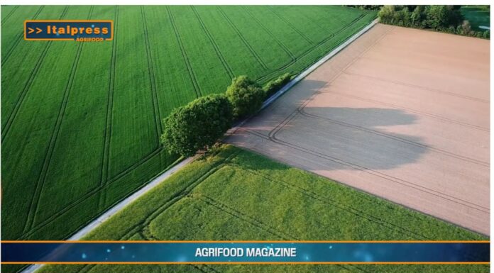 TG AGRIFOOD del 15 gennaio 2025 – La dieta mediterranea spinge l’export Made in Italy. (Video)