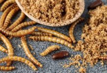 Farina di larve trattata: approvata la commercializzazione sul mercato europeo