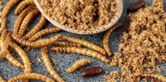 Farina di larve trattata: approvata la commercializzazione sul mercato europeo