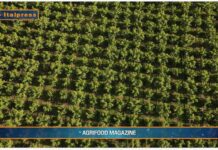 TG AGRIFOOD del 12 febbraio 2025 – In calo le superfici agricole coltivate a ortofrutta (Video)
