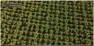 TG AGRIFOOD del 12 febbraio 2025 – In calo le superfici agricole coltivate a ortofrutta (Video)