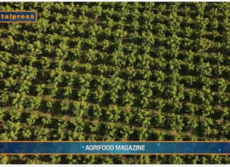TG AGRIFOOD del 12 febbraio 2025 – In calo le superfici agricole coltivate a ortofrutta (Video)