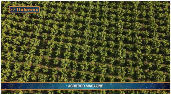 TG AGRIFOOD del 12 febbraio 2025 – In calo le superfici agricole coltivate a ortofrutta (Video)