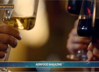 TG AGRIFOOD del 5 febbraio 2025 – Federvini, un appello per scongiurare i dazi (Video)