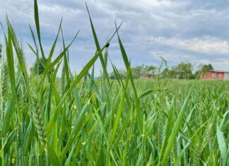 “Cereali e dintorni”. Raffreddamento sui mercati speculativi