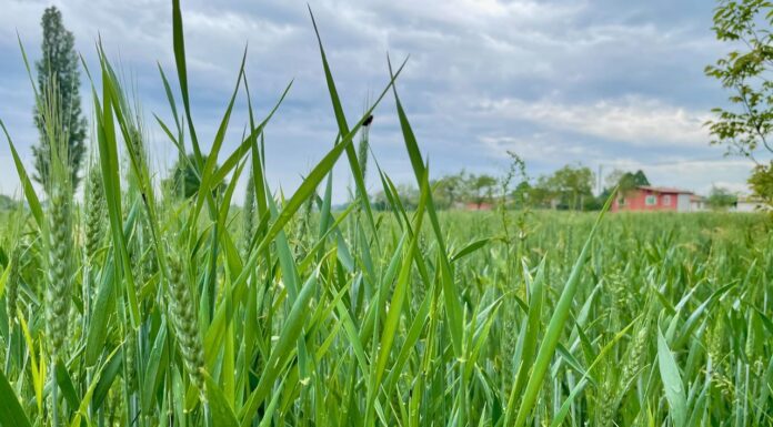 “Cereali e dintorni”. Raffreddamento sui mercati speculativi