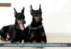 PET NEWS MAGAZINE – I dobermann sono compagni attenti ed estremamente leali (video)