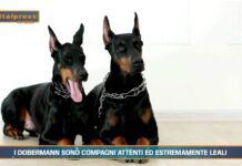 PET NEWS MAGAZINE – I dobermann sono compagni attenti ed estremamente leali (video)