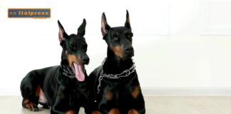PET NEWS MAGAZINE – I dobermann sono compagni attenti ed estremamente leali (video)