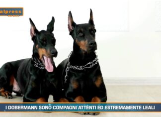PET NEWS MAGAZINE – I dobermann sono compagni attenti ed estremamente leali (video)