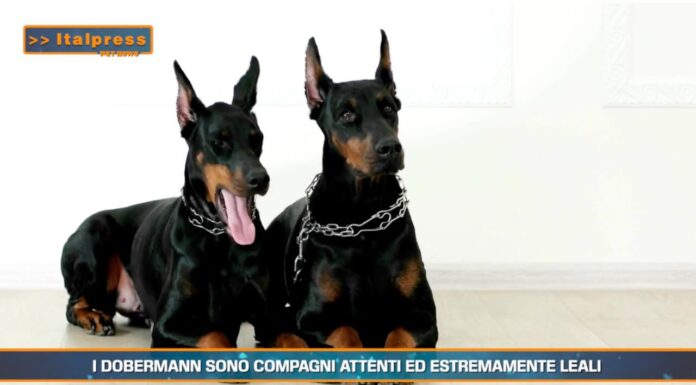 PET NEWS MAGAZINE – I dobermann sono compagni attenti ed estremamente leali (video)