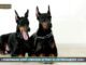 PET NEWS MAGAZINE – I dobermann sono compagni attenti ed estremamente leali (video)