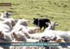 Video News – PET  NEWS MAGAZINE – L’impegno dei cani per la difesa delle mandrie (video)