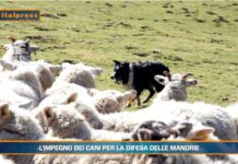 Video News – PET  NEWS MAGAZINE – L’impegno dei cani per la difesa delle mandrie (video)