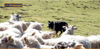 Video News – PET  NEWS MAGAZINE – L’impegno dei cani per la difesa delle mandrie (video)