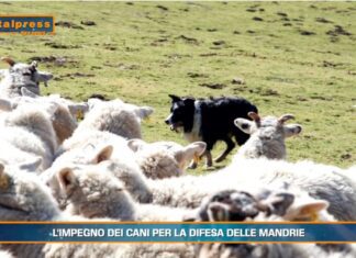 Video News – PET NEWS MAGAZINE – L’impegno dei cani per la difesa delle mandrie (video)