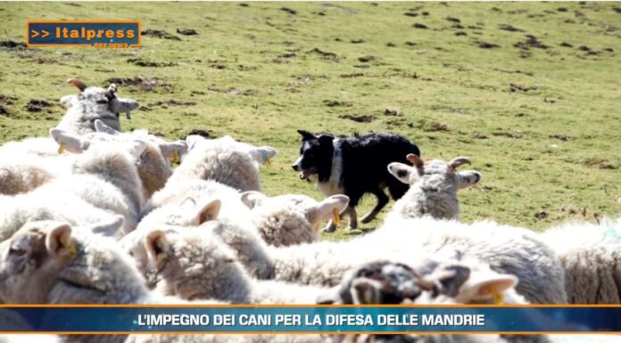 Video News – PET  NEWS MAGAZINE – L’impegno dei cani per la difesa delle mandrie (video)