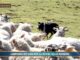 Video News – PET NEWS MAGAZINE – L’impegno dei cani per la difesa delle mandrie (video)