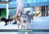Video News – PET  NEWS MAGAZINE – Dog walker, attività in forte espansione negli Stati Uniti(video)
