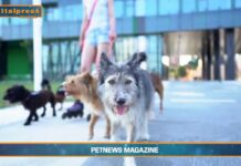 Video News – PET NEWS MAGAZINE – Dog walker, attività in forte espansione negli Stati Uniti(video)