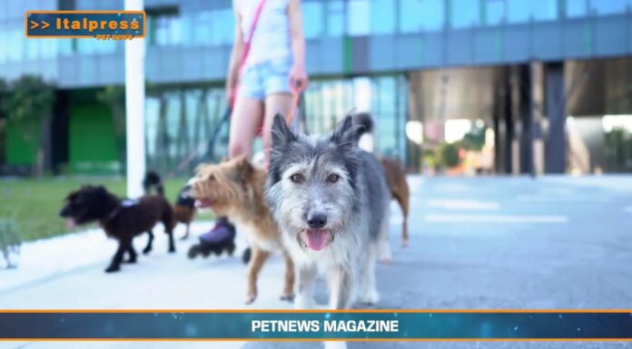 Video News – PET NEWS MAGAZINE – Dog walker, attività in forte espansione negli Stati Uniti(video)