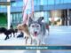 Video News – PET NEWS MAGAZINE – Dog walker, attività in forte espansione negli Stati Uniti(video)