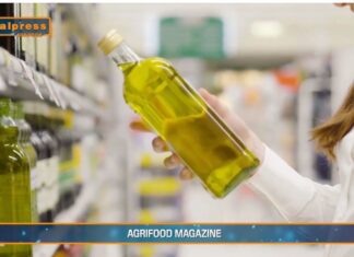 TG AGRIFOOD del 29 gennaio 2025 – L’olio tunisino ‘low cost’ invade il mercato italiano (Video)