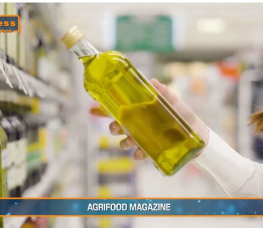 TG AGRIFOOD del 29 gennaio 2025 – L’olio tunisino ‘low cost’ invade il mercato italiano (Video)