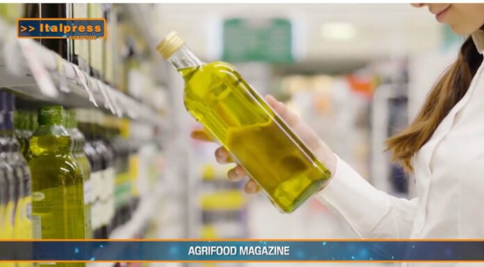 TG AGRIFOOD del 29 gennaio 2025 – L’olio tunisino ‘low cost’ invade il mercato italiano (Video)