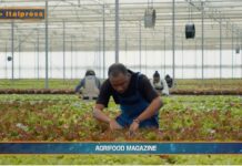 TG AGRIFOOD del 19 febbraio 2025 – Agricoltura, Italia prima in Unione europea per valore aggiunto  (Video)