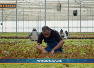 TG AGRIFOOD del 19 febbraio 2025 – Agricoltura, Italia prima in Unione europea per valore aggiunto (Video)