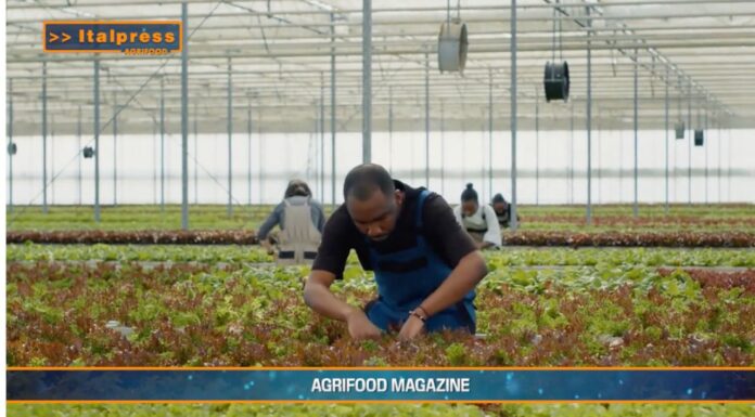 TG AGRIFOOD del 19 febbraio 2025 – Agricoltura, Italia prima in Unione europea per valore aggiunto (Video)