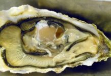 Norovirus in ostriche provenienti dall’Olanda ritirate in Italia