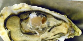 Norovirus in ostriche provenienti dall’Olanda ritirate in Italia