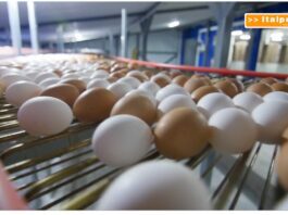 TG News – Raddoppiano i prezzi di burro e uova (video)