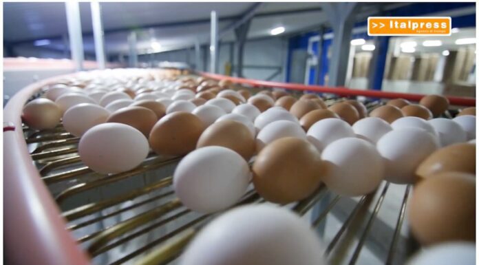 TG News – Raddoppiano i prezzi di burro e uova (video)