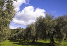 FIOI: Eletto il nuovo direttivo della Federazione Italiana Olivicoltori Indipendenti