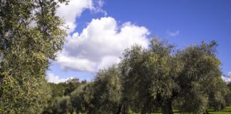 FIOI: Eletto il nuovo direttivo della Federazione Italiana Olivicoltori Indipendenti