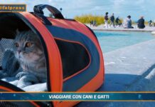PetNews Magazine. – Viaggiare con cani e gatti (video)