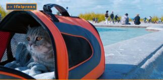PetNews Magazine. – Viaggiare con cani e gatti (video)