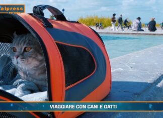 PetNews Magazine. – Viaggiare con cani e gatti (video)